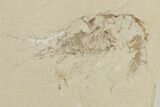 Cretaceous Eel (Enchelion) and Three Shrimp - Hakel, Lebanon #200693-4